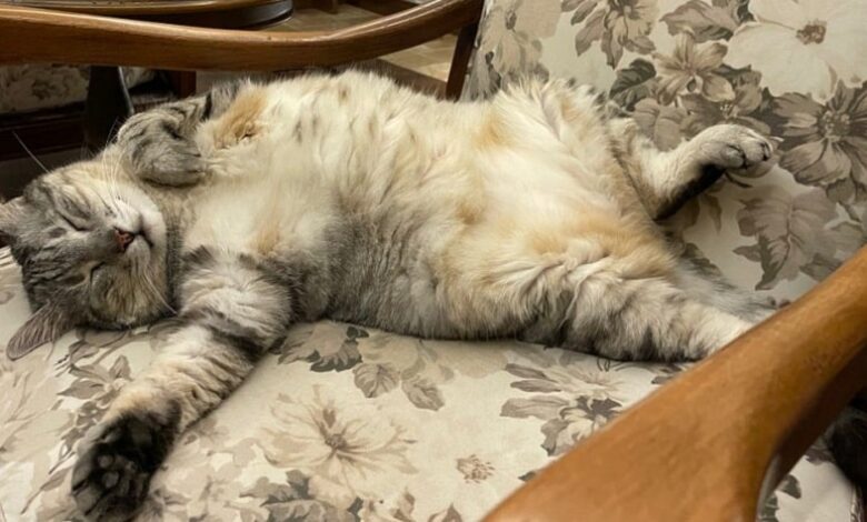 Sahibim Olur Musun? Bir Kedi Hikayesi