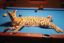 Savannah Kedisi: Özellikleri ve Davranışları