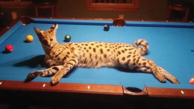 Savannah Kedisi: Özellikleri ve Davranışları