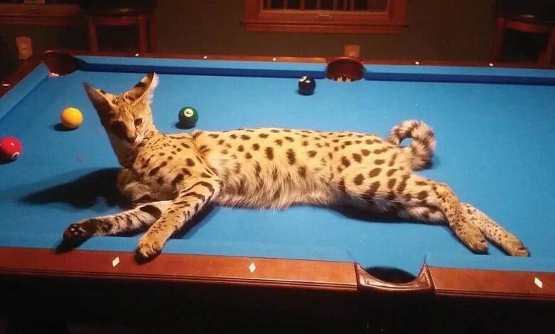 Savannah Kedisi: Özellikleri ve Davranışları