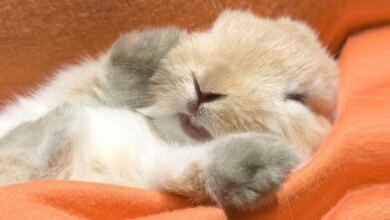 Tavşanların Uyku Alanları ve Yatak Seçimi