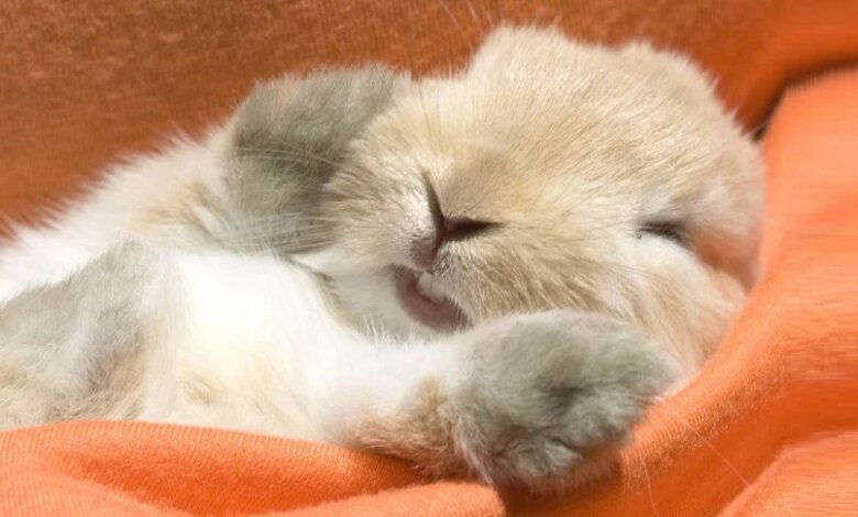 Tavşanların Uyku Alanları ve Yatak Seçimi