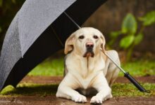 Yağmurda Köpeğinizle Güvenli Yürüyüş İpuçları