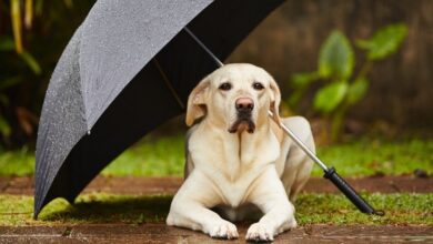Yağmurda Köpeğinizle Güvenli Yürüyüş İpuçları