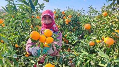 Adana’da Mandalina Hasadı Grev Nedeniyle Etkilendi
