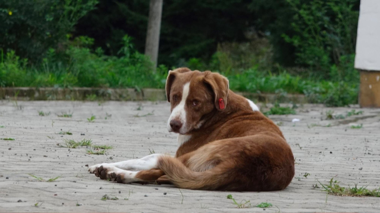 Köpeklerin Çeşitliliği Taş Devri’ne Dayanıyor