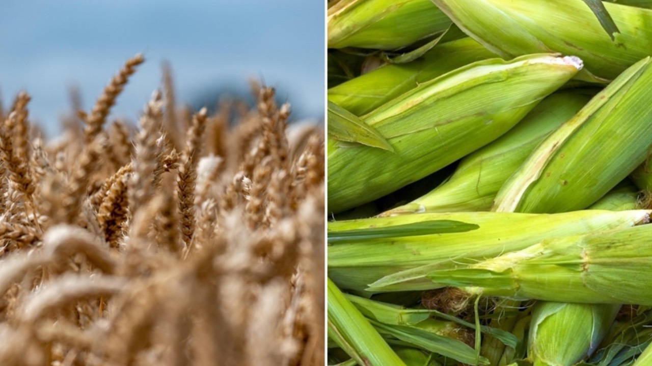 CHP’li Erhan Adem’den mısır ve arpa ithalatına tepki