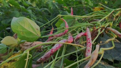 İspir Fasulyesi: Erzurum’un Beyaz Altını 500 Lira