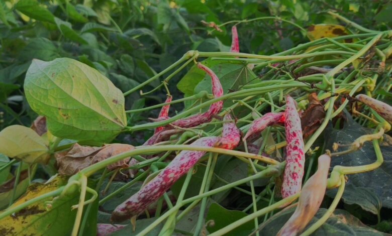 İspir Fasulyesi: Erzurum’un Beyaz Altını 500 Lira