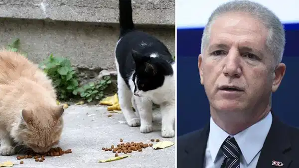 İstanbul Valisi Davut Gül’den sokak kedilerine yönelik