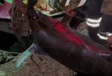 Dörtyol’da Balıkçılar Dev Kılıç Balığı Avladı