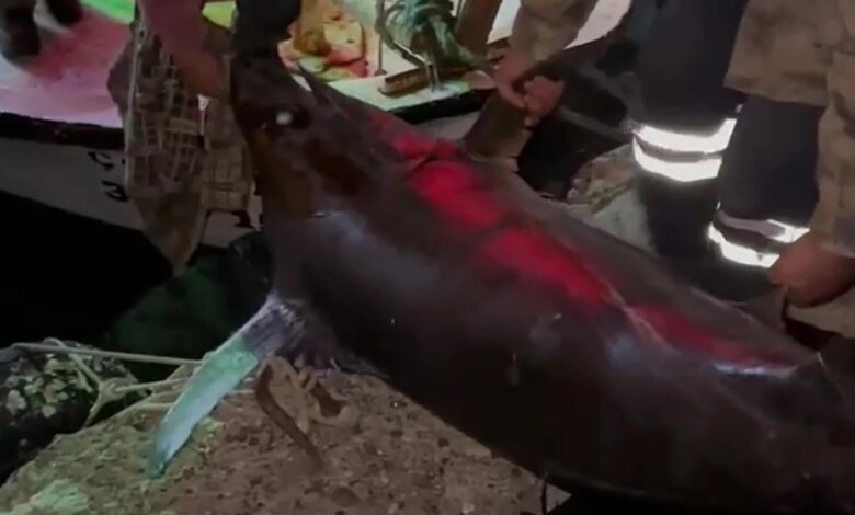 Dörtyol’da Balıkçılar Dev Kılıç Balığı Avladı