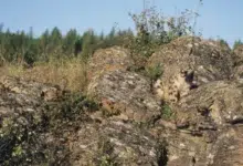 Gizli Leoparı Bulmak İçin 9 Saniye Süren Zeka Testi