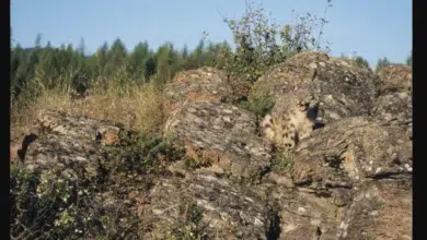 Gizli Leoparı Bulmak İçin 9 Saniye Süren Zeka Testi