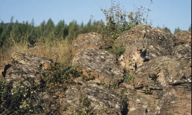 Gizli Leoparı Bulmak İçin 9 Saniye Süren Zeka Testi