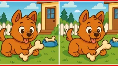 Köpekler Arasındaki Farkları Bulma Oyunu Dikkat Gerektiriyor