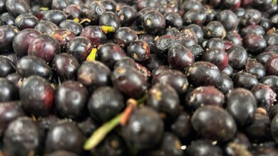 Defne yağının litresi Hatay’da 1000 liraya yükseldi