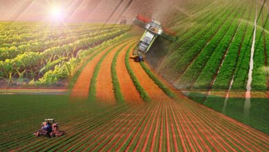 Türkiye tarımda 7 üründe dünya lideri