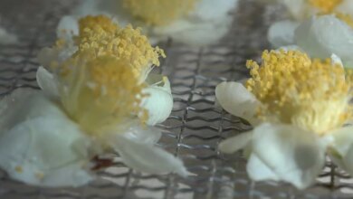 Doğu Karadeniz’de Çay Çiçeği Çayı Yeni Gelir Kapısı Oluyor