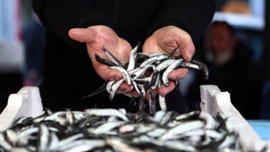 Trabzon’da Hamsi Fiyatları ve Tuzlama Sezonu