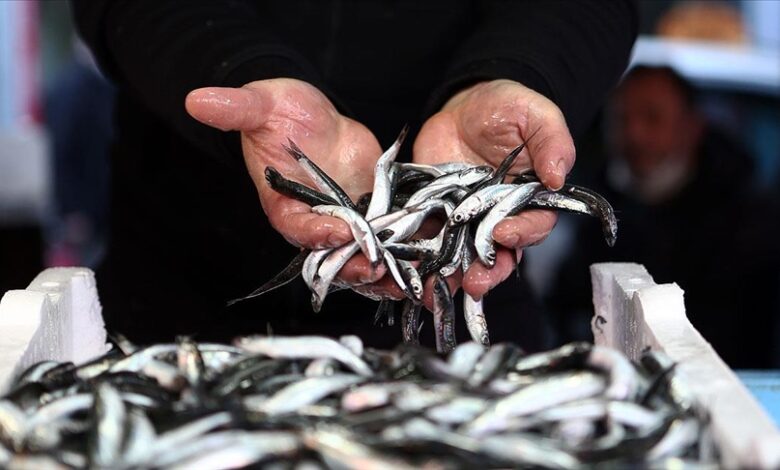 Trabzon’da Hamsi Fiyatları ve Tuzlama Sezonu