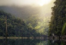 BM: Dünya, her yıl 10 milyon hektar tropikal orman