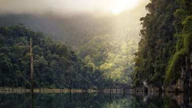 BM: Dünya, her yıl 10 milyon hektar tropikal orman