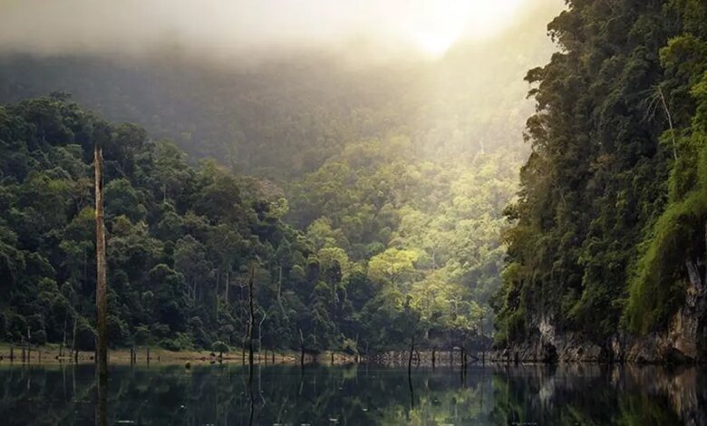 BM: Dünya, her yıl 10 milyon hektar tropikal orman