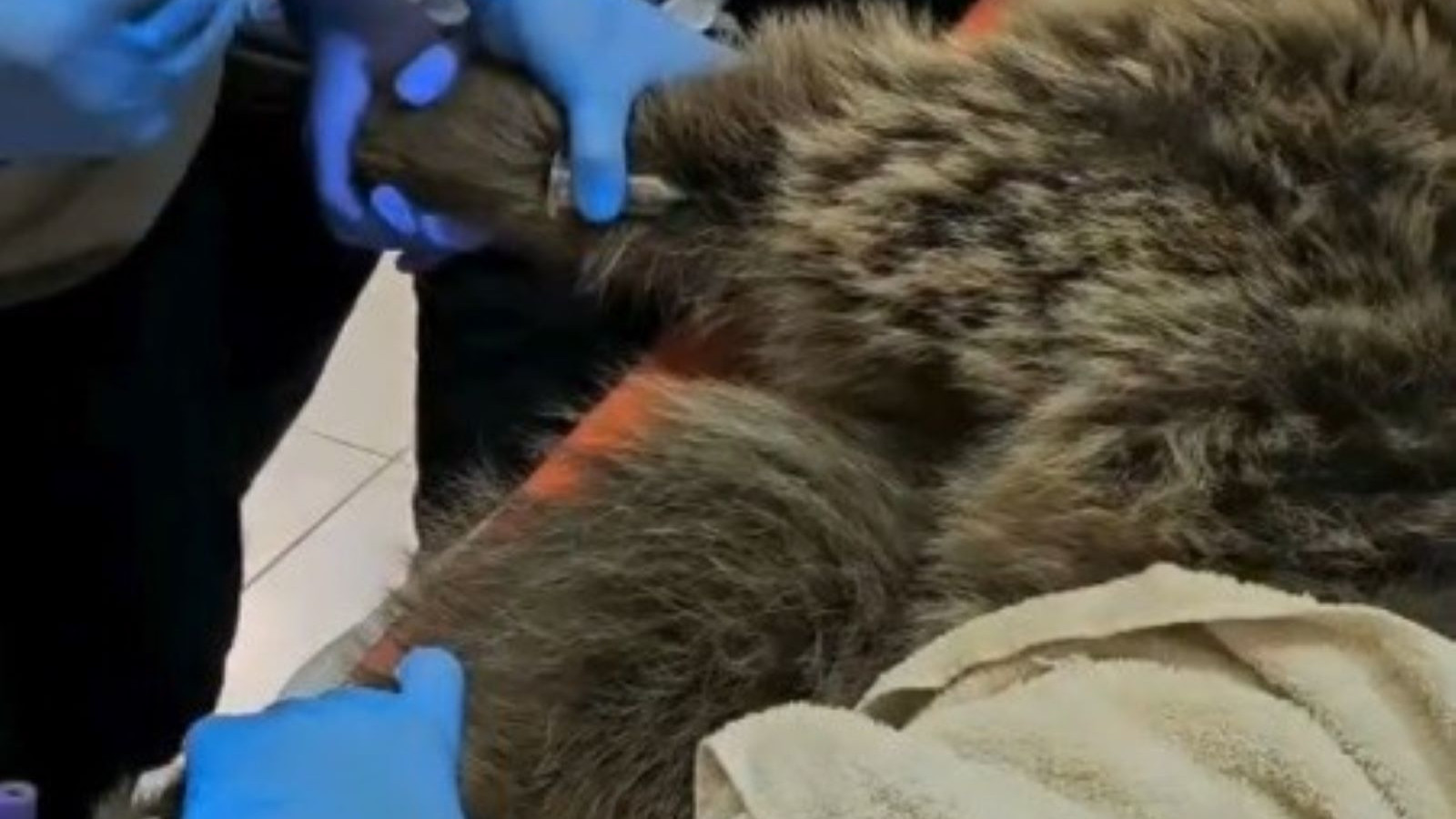 Kars’ta yol kenarında bulunan bozayı tedavi altına alındı