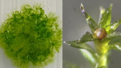 Uzayda Yosun Deneyi: Dokuz Ay Hayatta Kaldı