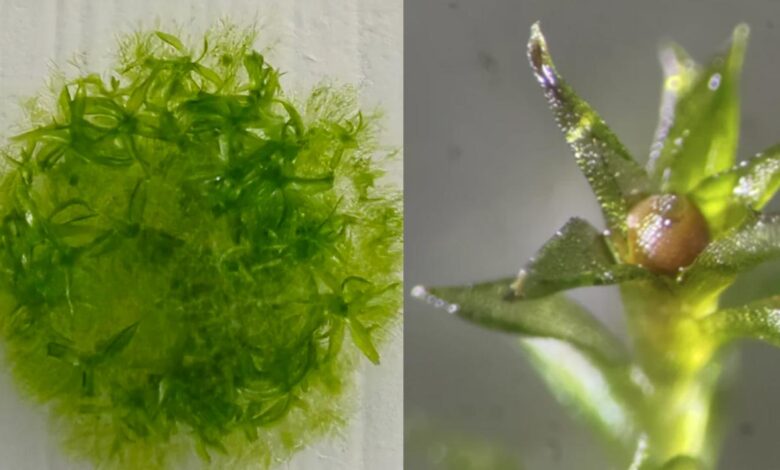 Uzayda Yosun Deneyi: Dokuz Ay Hayatta Kaldı