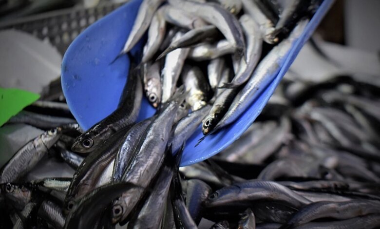 Zonguldak’ta Hamsi Fiyatları Yükseliyor, Ürün Azalıyor