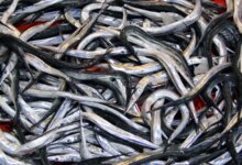 7 balık türü daha tescillendi