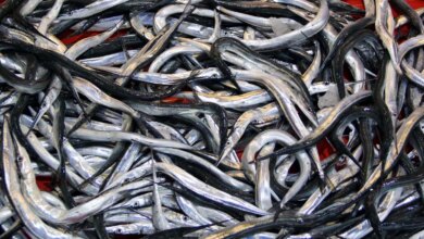 7 balık türü daha tescillendi