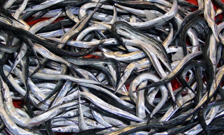 7 balık türü daha tescillendi