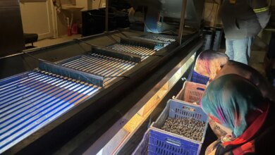 Bilecik’te Zeytin Fiyatları Üreticiyi Üzüyor