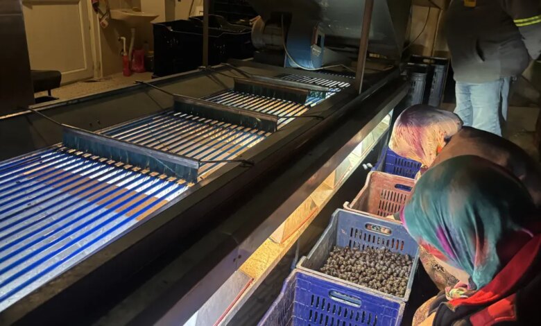 Bilecik’te Zeytin Fiyatları Üreticiyi Üzüyor