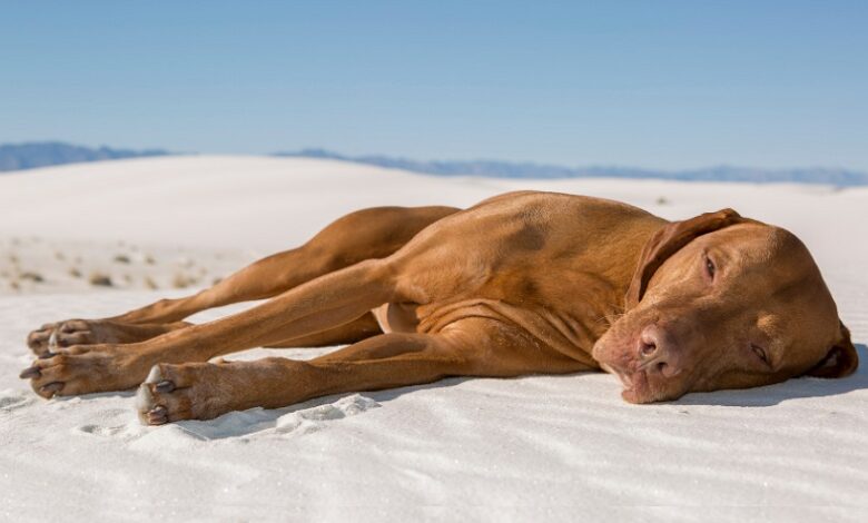 Evcil Hayvanlarda Güneş Çarpması ve Önlemler