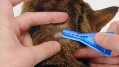 Kedinizi Dış Parazitlere Karşı Korumak için Yöntemler