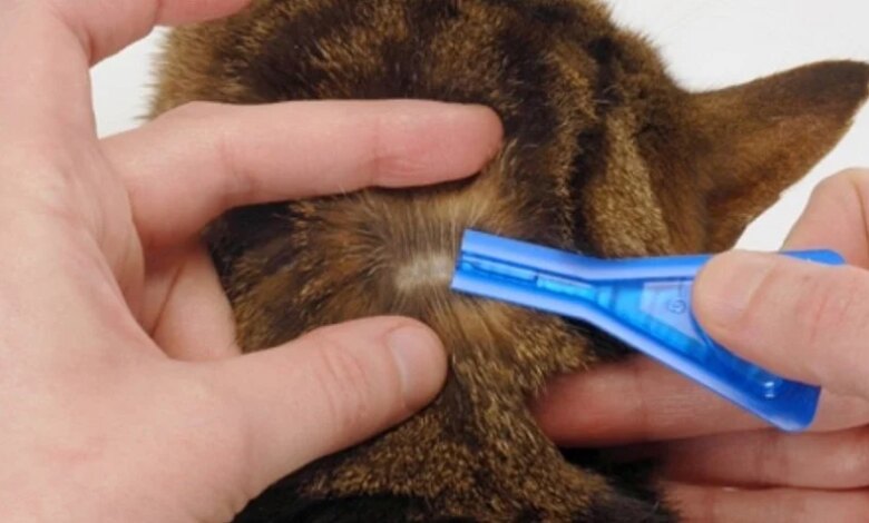 Kedinizi Dış Parazitlere Karşı Korumak için Yöntemler