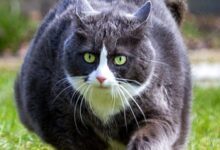 Kısırlaştırılmış Hayvanlarda Dikkat Edilmesi Gerekenler