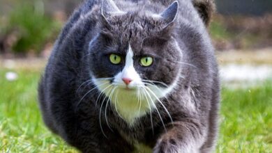 Kısırlaştırılmış Hayvanlarda Dikkat Edilmesi Gerekenler