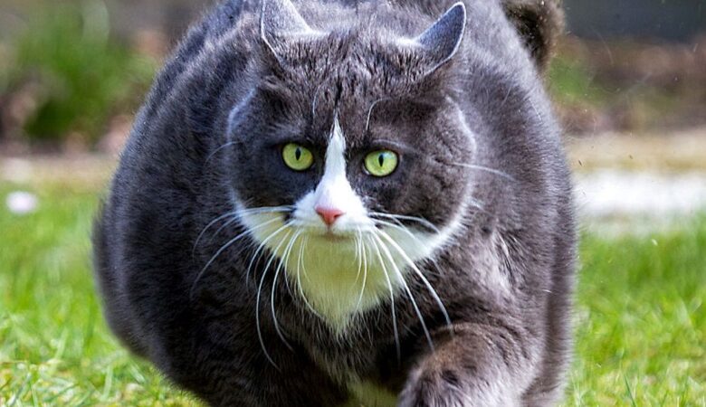 Kısırlaştırılmış Hayvanlarda Dikkat Edilmesi Gerekenler