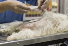 Köpeğinizi Kısırlaştırmanın Artıları ve Eksileri