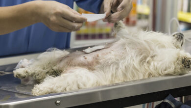 Köpeğinizi Kısırlaştırmanın Artıları ve Eksileri