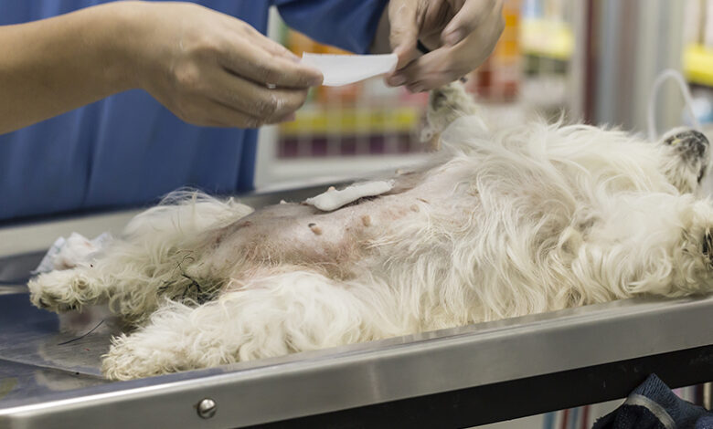 Köpeğinizi Kısırlaştırmanın Artıları ve Eksileri