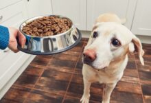 Köpek Maması Seçerken Dikkat Edilmesi Gerekenler