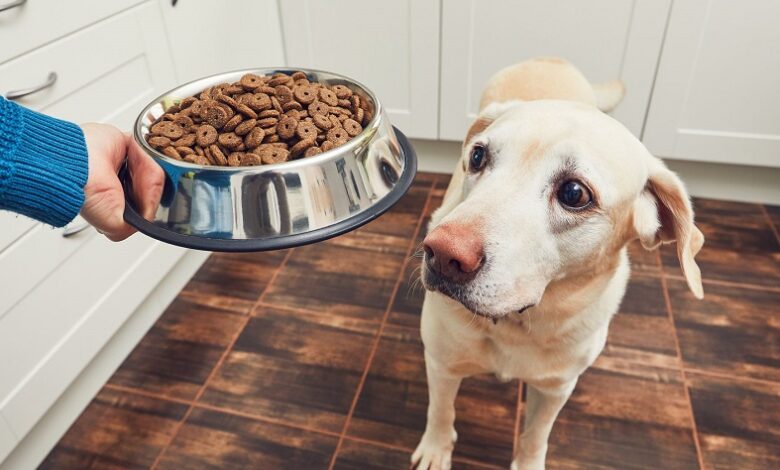 Köpek Maması Seçerken Dikkat Edilmesi Gerekenler