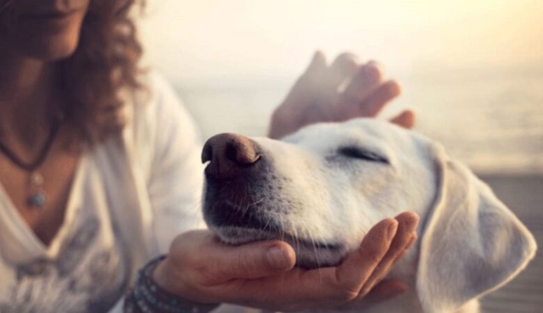 Köpeklerin Hoşlandığı Davranışlar ve İhtiyaçlar
