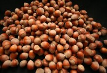 Fındık İhracatından 547 Milyon Dolar Gelir Elde Edildi